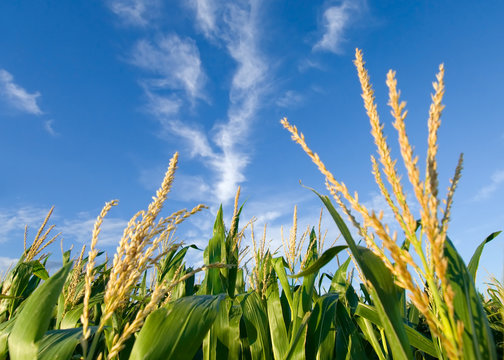 Corn field and nice clouds