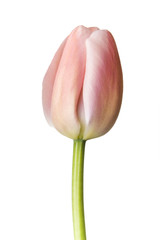 Pink Tulip on White