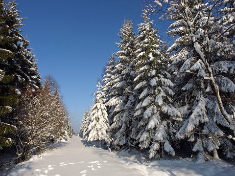 snow covered trees in the ardennes belgium