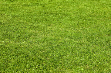 Green Grass Texture