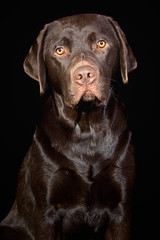 Cute Chocolate Labrador against Black Background
