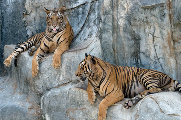 Fototapeta na wymiar Tygrysy na ubezpieczyciela Sri 23