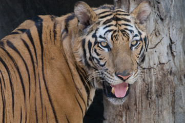 Tigers at Sri Racha 20