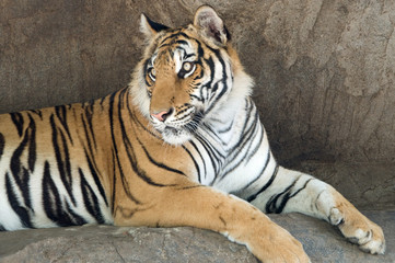 Fototapeta na wymiar Tygrysy na Sri Racha 16
