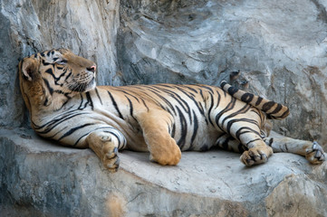 Fototapeta na wymiar Tygrysy na Sri Racha 11