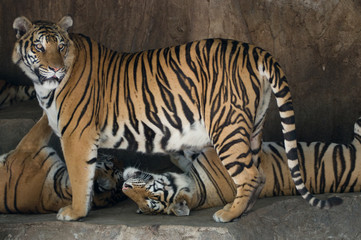 Fototapeta na wymiar Tygrysy na ubezpieczyciela Sri 10