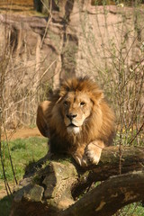 Löwe Lion