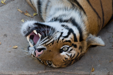 Tigers at Sri Racha 7