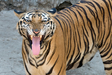 Tigers at Sri Racha 5