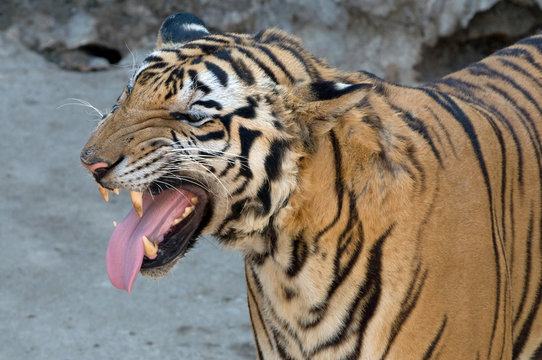 Tigers at Sri Racha 4