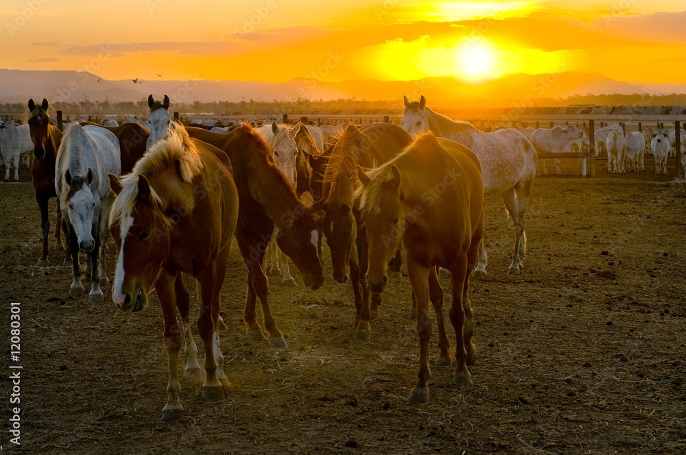 Wall mural Horses and cattle at sunset