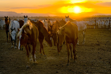Horses and cattle at sunset
