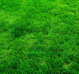 Green Grass Background