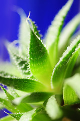 aloe vera auf blau
