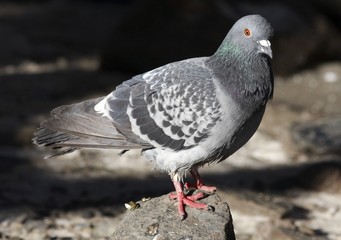 Dove.