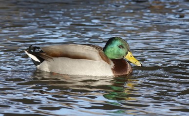 Mallard in the water.