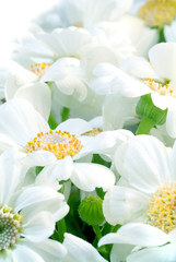 White beautiful camomiles