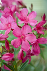 Fototapeta na wymiar Różowe kwiaty Oleander
