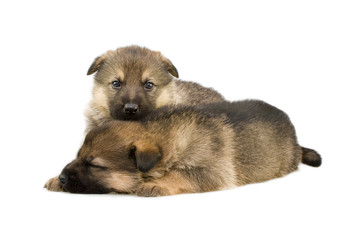 two sheep-dogs puppys isolated on white background