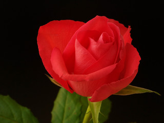 20040514_004.jpg rose