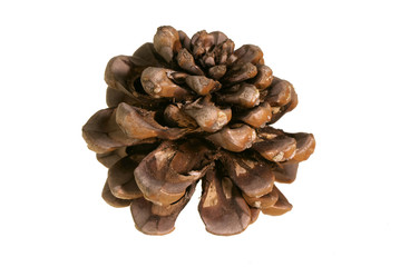 Pine cone isolated on white background