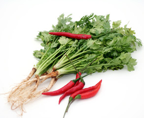 Koriander und Chilis