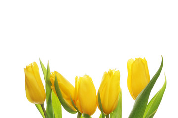 Five yellow tulips