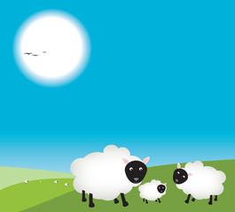 Mum and dad sheep in field