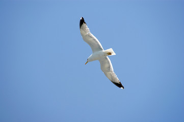 Fototapeta na wymiar Sea Bird on Blue Sky