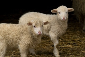Naklejka na ściany i meble Easter lamb twins w stodole
