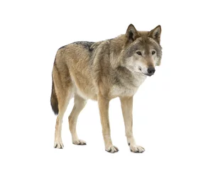 Wall murals Wolf Young wolf staring at its pray. Isolated on white.