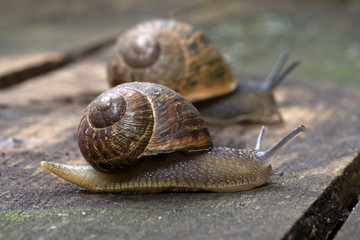Two Snails In Garden
