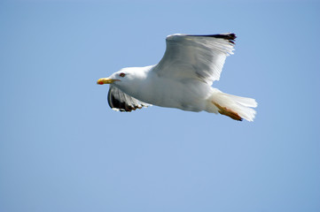 Sea Bird on Blue Sky