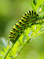 Green caterpillar