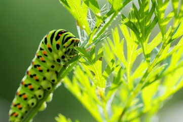 Green caterpillar