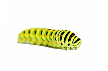 Green caterpillar