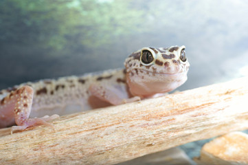 leopard gecko