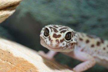 leopard gecko