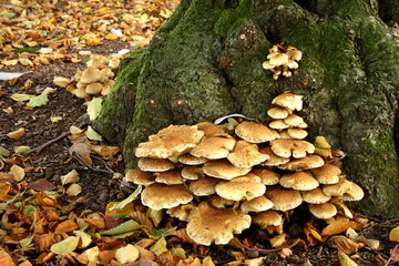 Clump of fungi and tree stump
