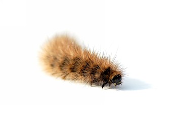 Hairy caterpillar