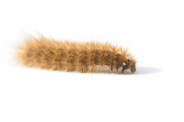 Hairy caterpillar