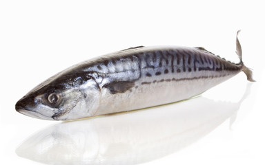 mackerel on white background