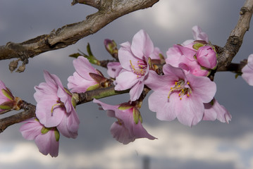 flor de almendro