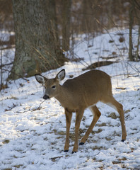 snowy doe