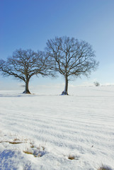 Fototapeta na wymiar Zimowy krajobraz z dębu
