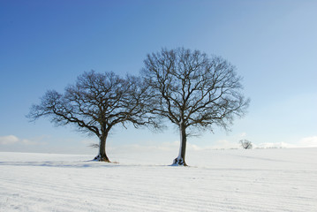 Fototapeta na wymiar Zimowy krajobraz z dębu