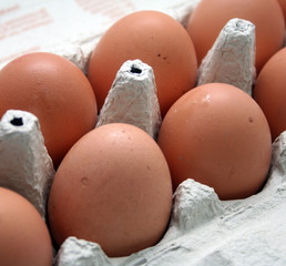 Eier