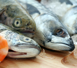 Frischer Fisch