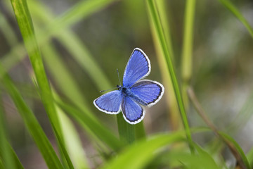 Plebeius Argus