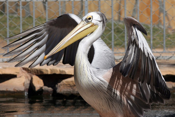 Fototapeta premium Pelican